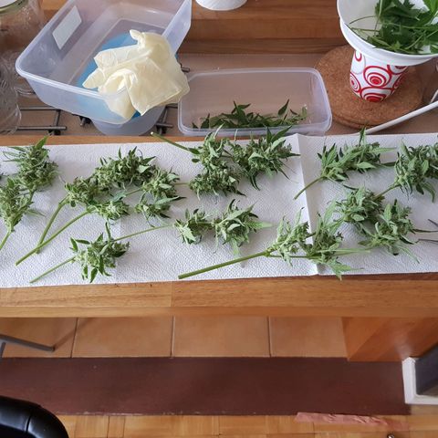Skunk growlog timeline photo