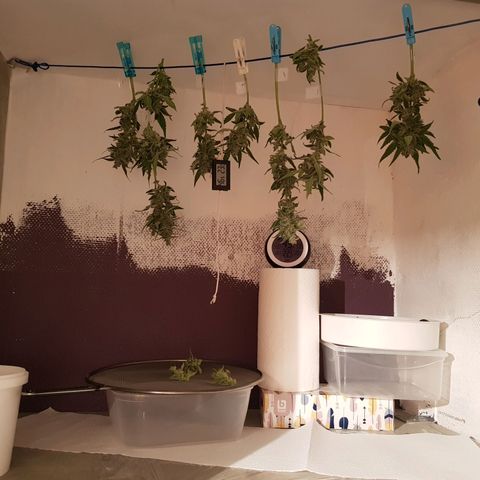 Skunk growlog timeline photo