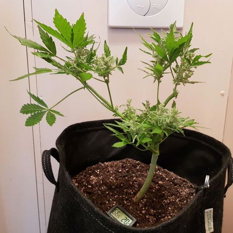 Skunk growlog timeline photo