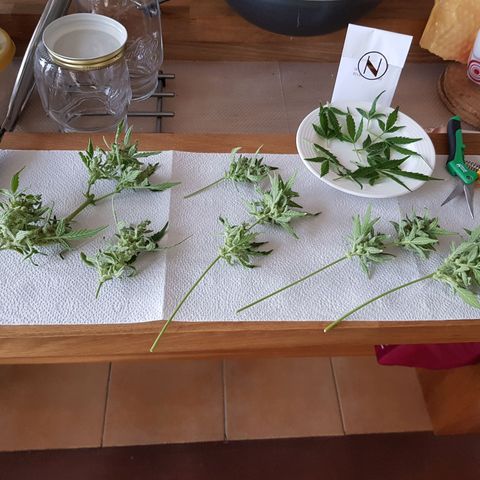 Skunk growlog timeline photo