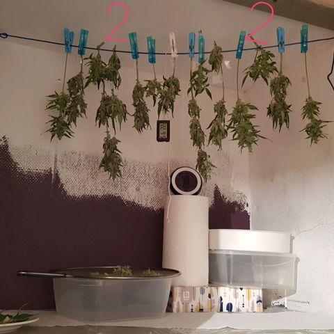 Skunk growlog timeline photo