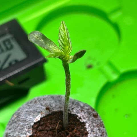 Arjan's Haze #3 growlog timeline photo