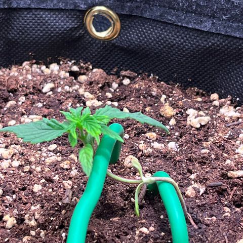Arjan's Haze #3 growlog timeline photo