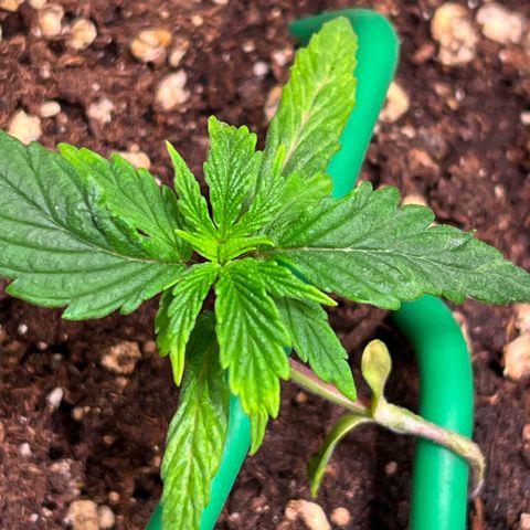 Arjan's Haze #3 growlog timeline photo