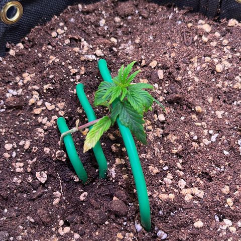 Arjan's Haze #3 growlog timeline photo