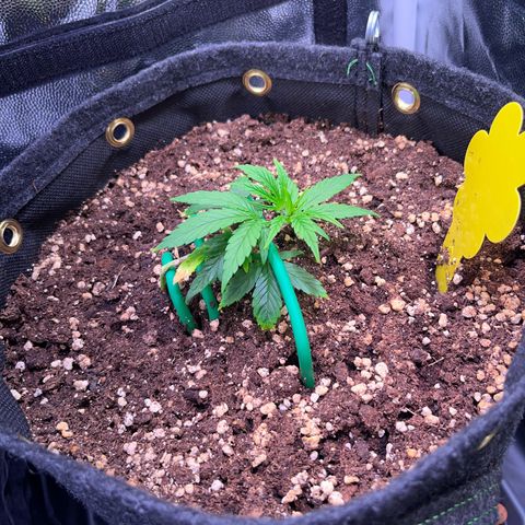 Arjan's Haze #3 growlog timeline photo