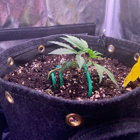 Arjan's Haze #3 growlog timeline photo