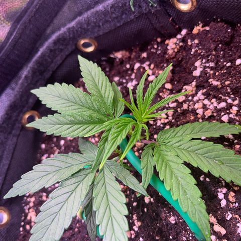 Arjan's Haze #3 growlog timeline photo