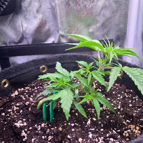Arjan's Haze #3 growlog timeline photo