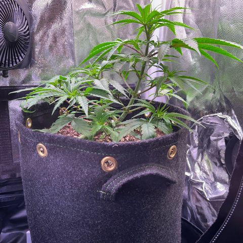 Arjan's Haze #3 growlog timeline photo