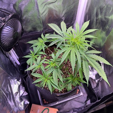 Arjan's Haze #3 growlog timeline photo
