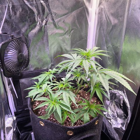 Arjan's Haze #3 growlog timeline photo