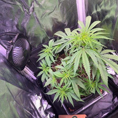 Arjan's Haze #3 growlog timeline photo