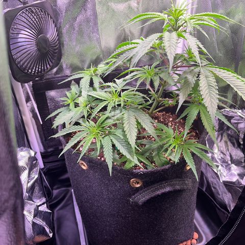 Arjan's Haze #3 growlog timeline photo
