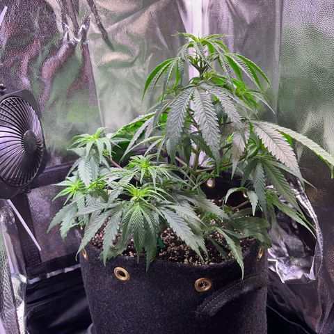 Arjan's Haze #3 growlog timeline photo