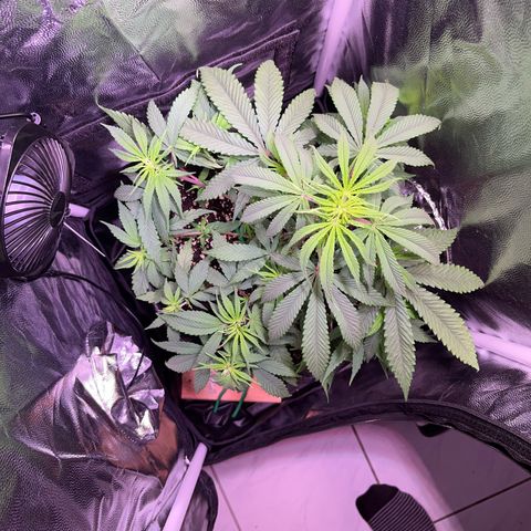 Arjan's Haze #3 growlog timeline photo