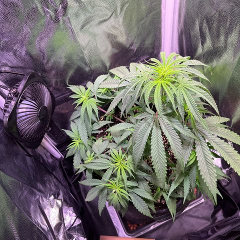 Arjan's Haze #3 growlog timeline photo