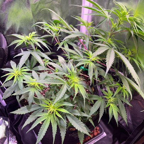 Arjan's Haze #3 growlog timeline photo