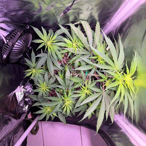 Arjan's Haze #3 growlog timeline photo