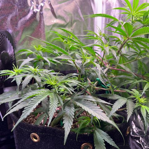 Arjan's Haze #3 growlog timeline photo