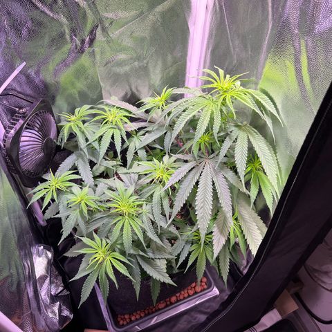 Arjan's Haze #3 growlog timeline photo