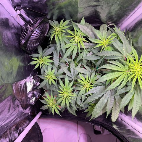 Arjan's Haze #3 growlog timeline photo