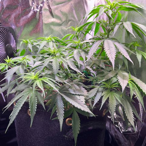 Arjan's Haze #3 growlog timeline photo