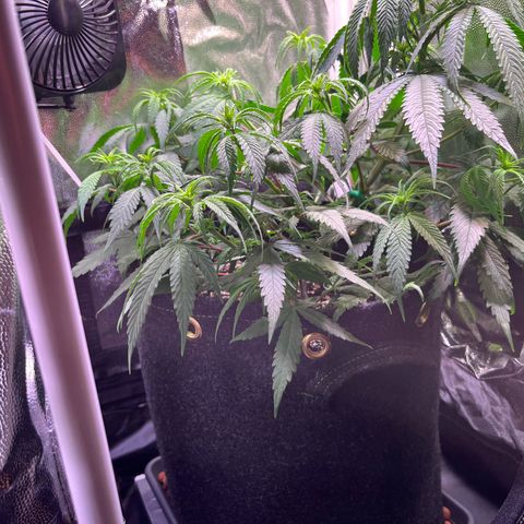 Arjan's Haze #3 growlog timeline photo