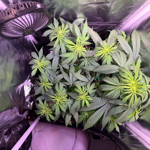 Arjan's Haze #3 growlog timeline photo