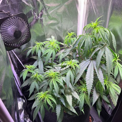 Arjan's Haze #3 growlog timeline photo