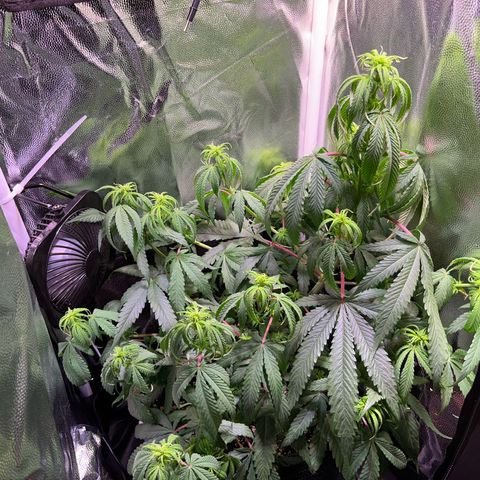 Arjan's Haze #3 growlog timeline photo