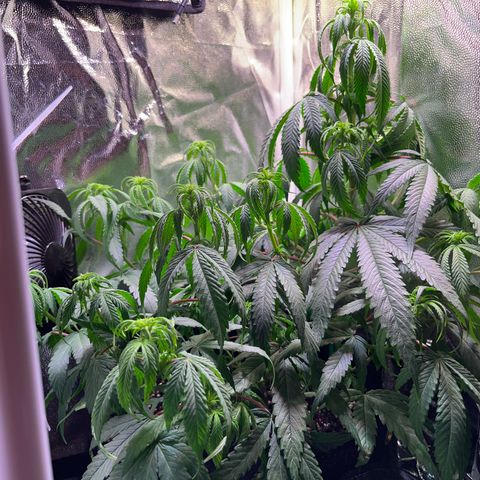 Arjan's Haze #3 growlog timeline photo