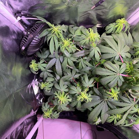 Arjan's Haze #3 growlog timeline photo