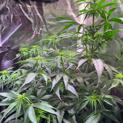 Arjan's Haze #3 growlog timeline photo