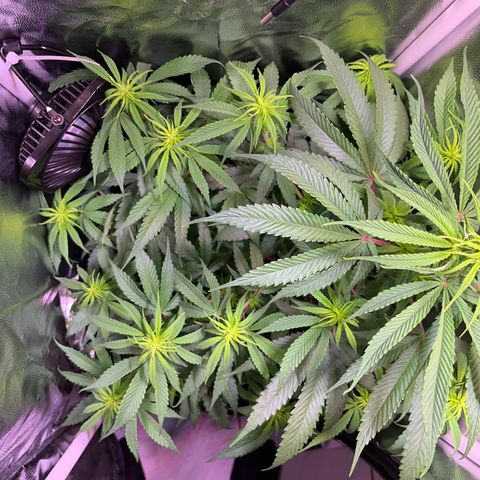 Arjan's Haze #3 growlog timeline photo