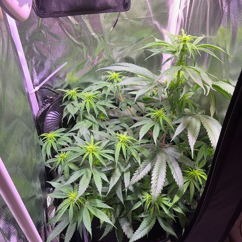 Arjan's Haze #3 growlog timeline photo