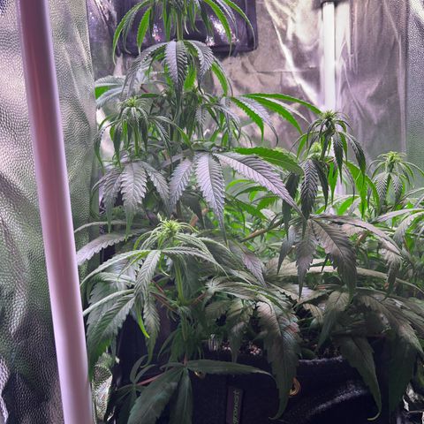 Arjan's Haze #3 growlog timeline photo