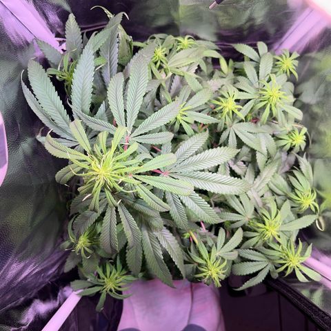 Arjan's Haze #3 growlog timeline photo