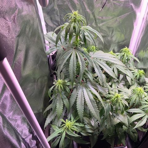 Arjan's Haze #3 growlog timeline photo