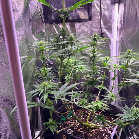 Arjan's Haze #3 growlog timeline photo