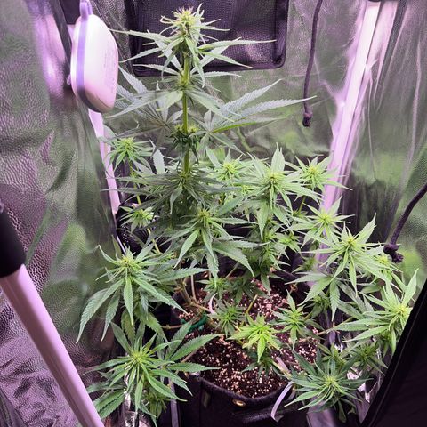 Arjan's Haze #3 growlog timeline photo