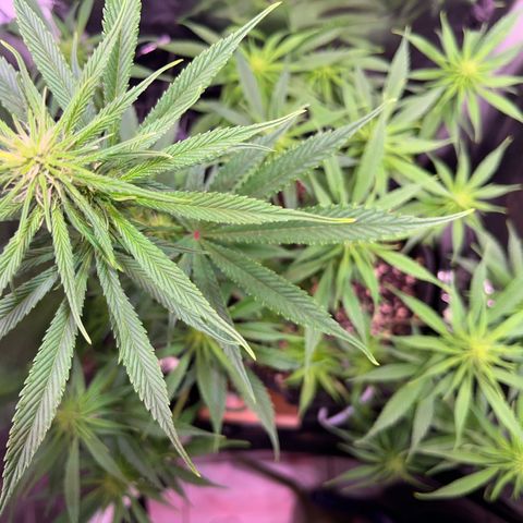 Arjan's Haze #3 growlog timeline photo