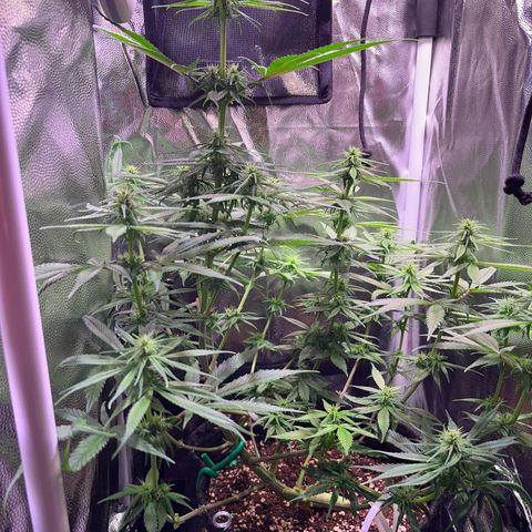 Arjan's Haze #3 growlog timeline photo