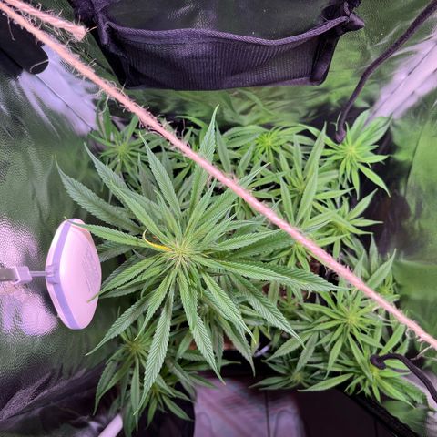 Arjan's Haze #3 growlog timeline photo