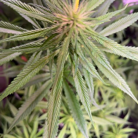 Arjan's Haze #3 growlog timeline photo