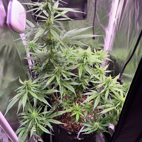Arjan's Haze #3 growlog timeline photo