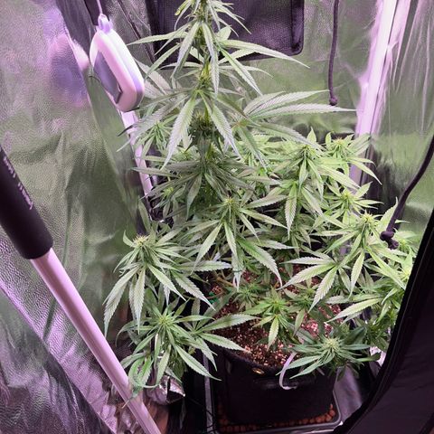 Arjan's Haze #3 growlog timeline photo