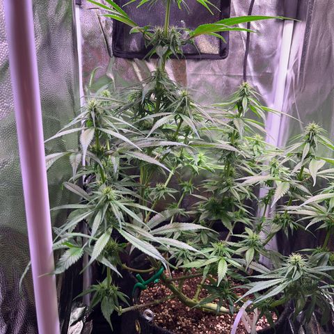 Arjan's Haze #3 growlog timeline photo