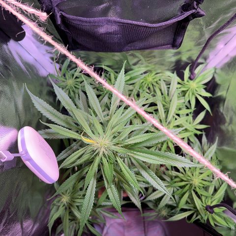 Arjan's Haze #3 growlog timeline photo