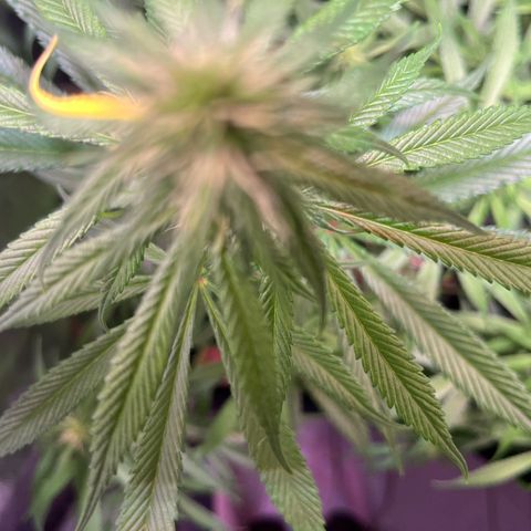 Arjan's Haze #3 growlog timeline photo